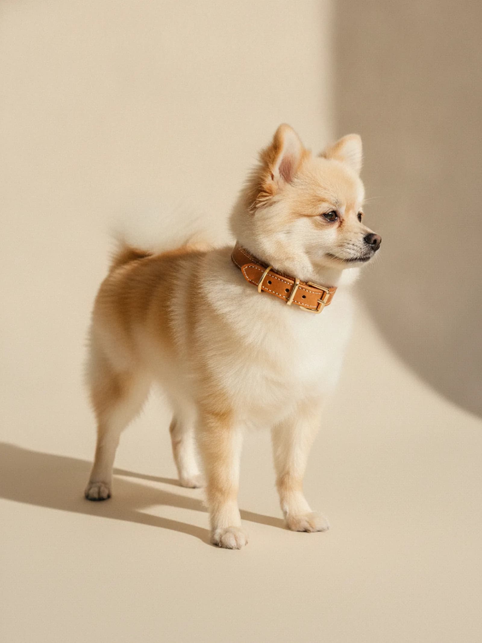 Bravura Leather Collar, image 2 of 6