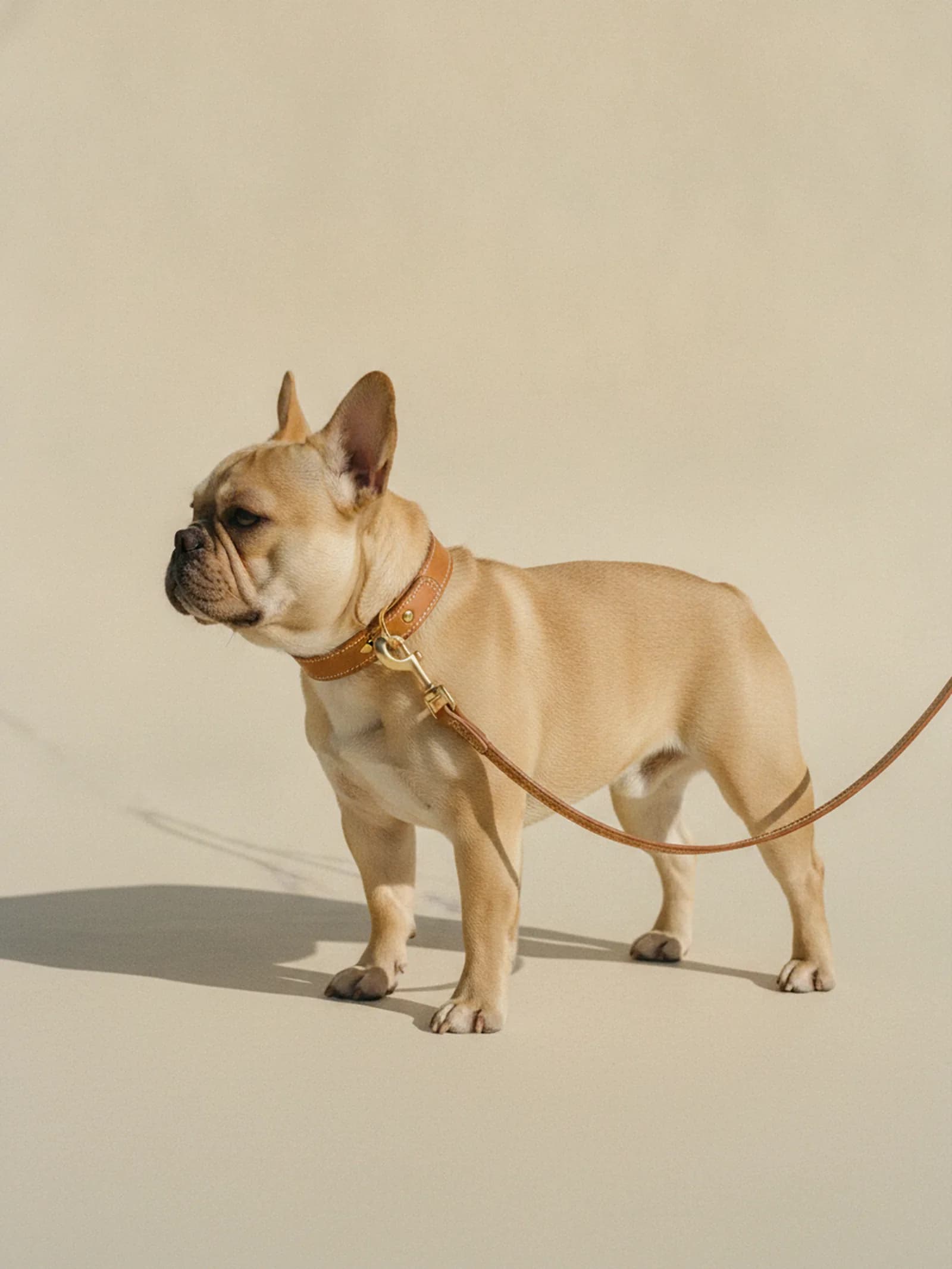 Bravura Leather Lead, image 2 of 6